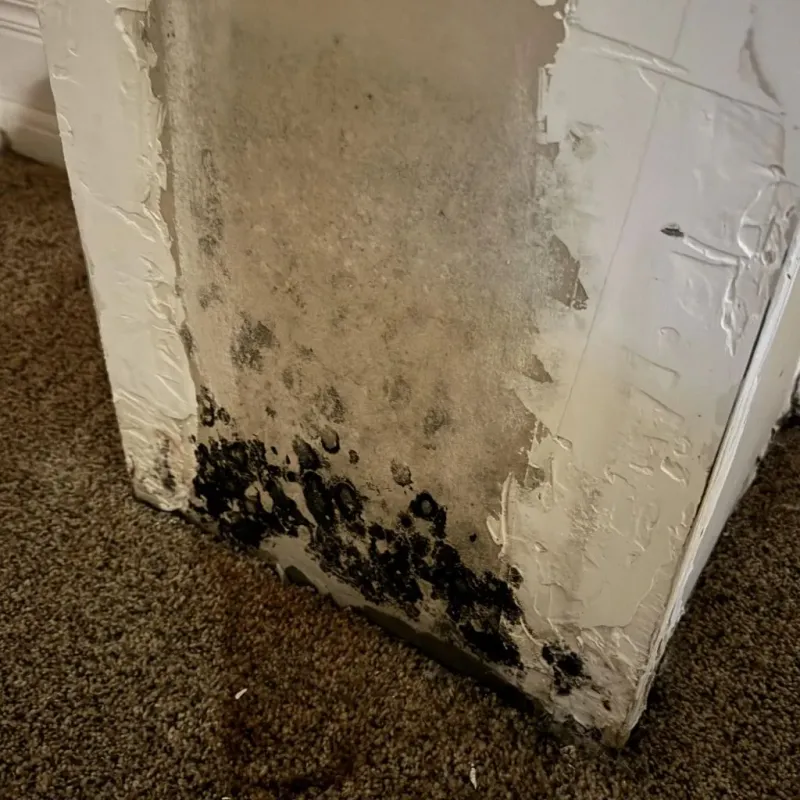 Professional Mold Removal in Brooklyn Center, MN